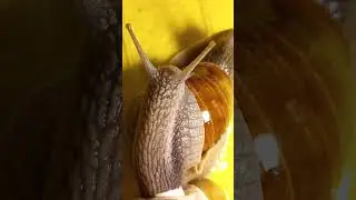 Grape Snails Are Hungry & Search for Food. 09.october.2022. Kyiv, Ukraine.