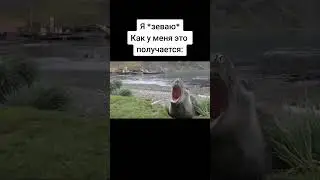 нерпа демонстрирует своё желание сдать экзамен по ржакагзволкерждению 