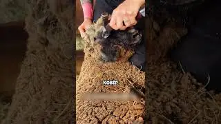 Овца на миллион рублей 😳