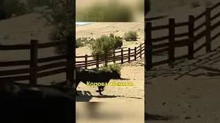 🐄Корова Сбежала со Скотобойни🙌🏼