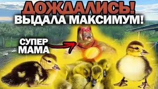 МУСКУСНЫЕ УТКИ! ПЕРВЫЕ ИНДОУТЯТА СЕЗОНА! НЕМНОГО О ИНКУБАЦИИ! АНОНС СЛЕДУЮЩИХ ВИДЕО! 🦆🐓