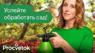 ОБРАБОТАЙТЕ ЭТИМ ПЛОДОВЫЕ ПОСЛЕ СБОРА УРОЖАЯ! Самая эффективная обработка от болезней и вредителей