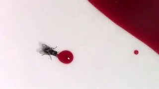 Fly Drinking Blood & Flying Away - free FX stock footage