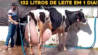 VACA BRASILEIRA BATE NOVO RECORDE MUNDIAL DE PRODUÇÃO DE LEITE!