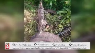 CAR FALLS OFF ROAD AT SANGUEM, DRIVER INJURED & HOSPITALIZED