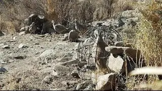 Keklik sesi Partridge hunting  Chukar avi Кабк шикор Охота кеклики  شکار کبک Диден чи шуд