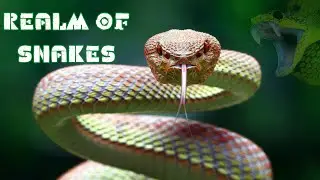 Top Facts about Snakes! Beautiful Compilation With the Most "Cute" Snakes!