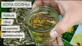 Кора Осины для Здоровья Польза Сбор Хранение и Применение