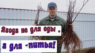 Коллекция технических сортов увеличивается .Посадка технарей.