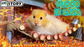 The floor is lava with Hamster Cloud 🔥 Homura Ham Pets