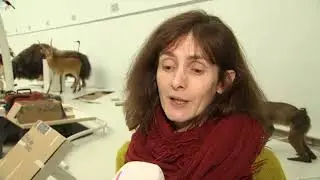 Le Musée des sciences naturelles de Bruxelles va exposer près de 850 animaux empaillés