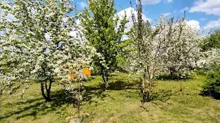 Наша дача 13 мая 🌿🌹🍃