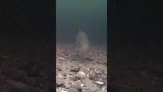 Как клюет язь! Подводное видео! 