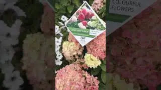 Гортензия ЛИТЛ Лайм Пунш🔥🔥🔥