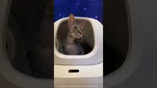 Обзор с Шубкиным