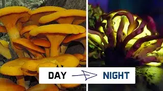 This Mushroom Glows in the Dark and may be a cure for this...
