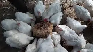 Рецепт каши для бройлеров, едят и растут.