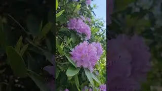 а в голові все крутяться квіти на наших вулицях. налий мені вина
