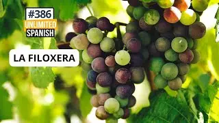 386 La Filoxera — Unlimited Spanish Podcast