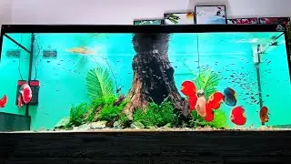 Beautiful 4200 Liters Discus Fish Tank - Amazing Discus Aquascape Ideas