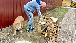 Gerda the cheetah surprised us with her abilities! Communicating with Messi is good for her!