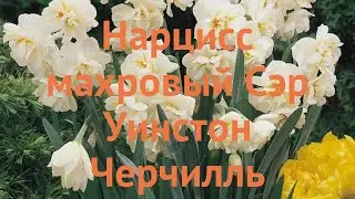 Нарцисс махровый Сэр Уинстон Черчилль 🌿 обзор: как сажать, луковицы нарциссы Сэр Уинстон Черчилль