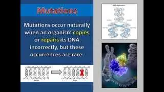 Introduction to Mutations