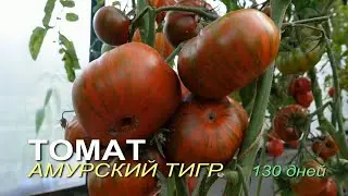 Томату АМУРСКИЙ ТИГР 130 дней. Обзор сортов ТОМАТОВ!