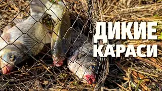 Хотел отдохнуть на природе, но тут начался клев! Караси гнут удочку в дугу. Рыбалка в Астрахани.