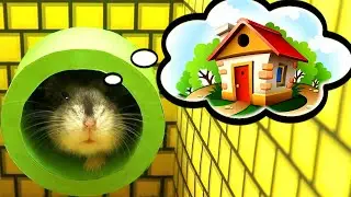 Hamster Mario is looking for a new home in the maze.