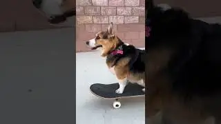 Corgis learn to SKATEBOARD!