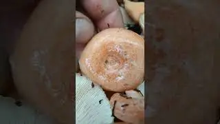 Грибы Грузди и Рыжики
