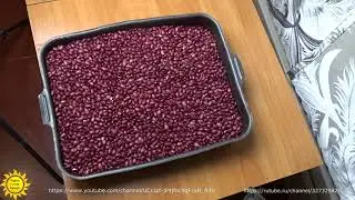 Фасоль сорта Армянская Красная.