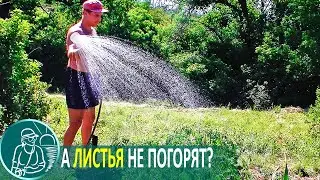 🚿 We destroy the myths about watering the garden in the heat with cold water
