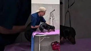 ТАКСУ БИЛЛИ ПРИВЕЛИ В ГРУМИНГ-САЛОН 