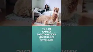 Топ 10 самых экзотических домашних питомцев 