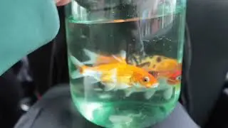 Японские 
