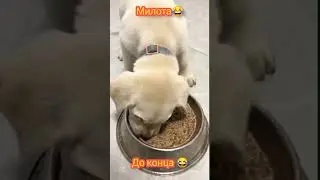Не остановлюсь😂 #shorts  #животные #еда #приколы Наш телеграм канал : https://t.me/prikollove100