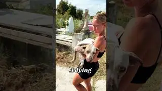 Saving a dying puppy 😢