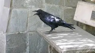 Huge Raven LA Zoo Los Angeles California USA August 16, 2024