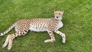 Cheetah and a kite!