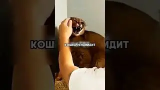 Кошка выбрала фаворита 😂 