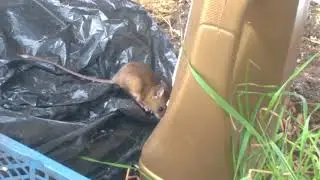 Ультрозвуковой Отпугиватель мышей отзыв