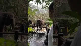 Парк слонов на Бали