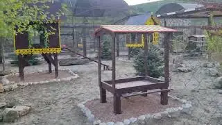 ❤️Лев Витя и новые соседи. Обновлённый "Ишачок".#animals #lions #животные