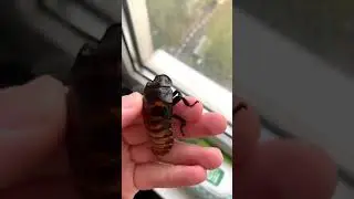 Как шипит Мадагаскарский таракан 