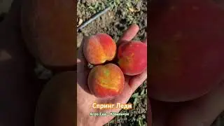 Супер-ранний сорт персика Спринг Леди