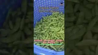 Мурка Машина для очистки  овощей Vegetable peeling machine  pilam.ru