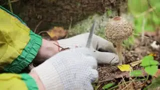 Грибной сезон. Зонтики