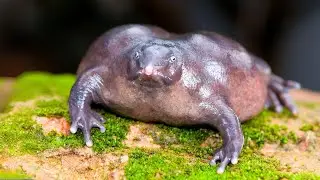 Purple Frog 🐸 The UGLIEST Frog Youll Ever See! | 1 Minute Animals